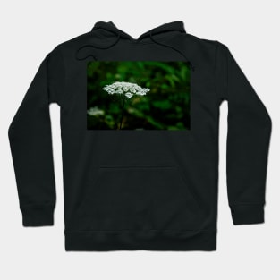 Queen Anne's Lace, White on Green Hoodie